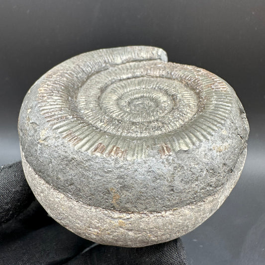 Dactylioceras semicelatum Ammonite fossil with box and stand - Whitby, North Yorkshire Jurassic Coast Yorkshire Fossils