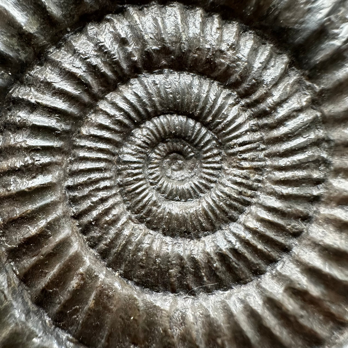 Dactylioceras Ammonite Fossil With box and Stand - Whitby, North Yorkshire Jurassic Coast Yorkshire Fossils