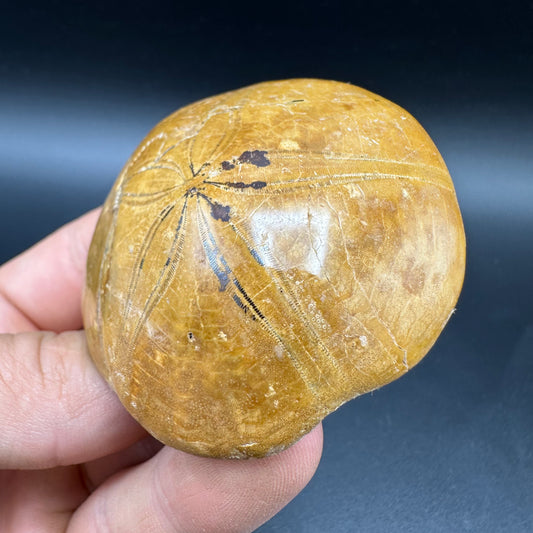 Holectypus Sea Urchin Fossil With Box And Stand - Middle Jurassic Madagascar
