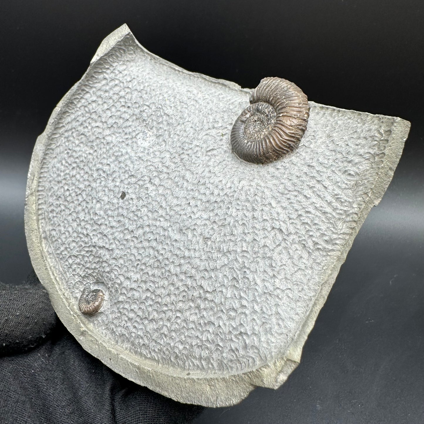 Gracile Multi-block Ammonite Fossil With Stand - Whitby, North Yorkshire Jurassic Coast Yorkshire Fossils
