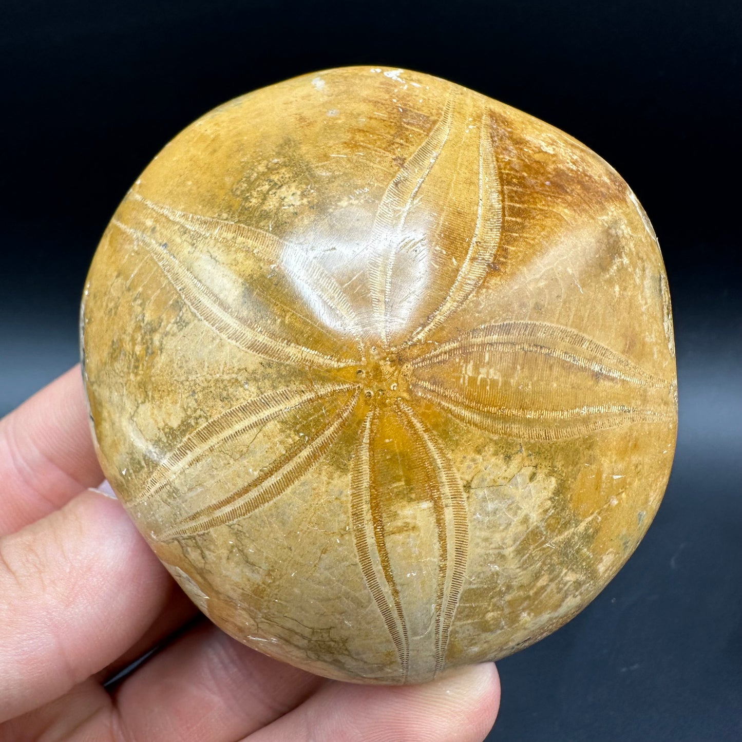 Holectypus Sea Urchin Fossil With Box And Stand - Middle Jurassic Madagascar