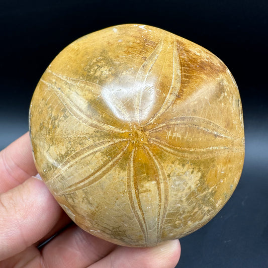 Holectypus Sea Urchin Fossil With Box And Stand - Middle Jurassic Madagascar