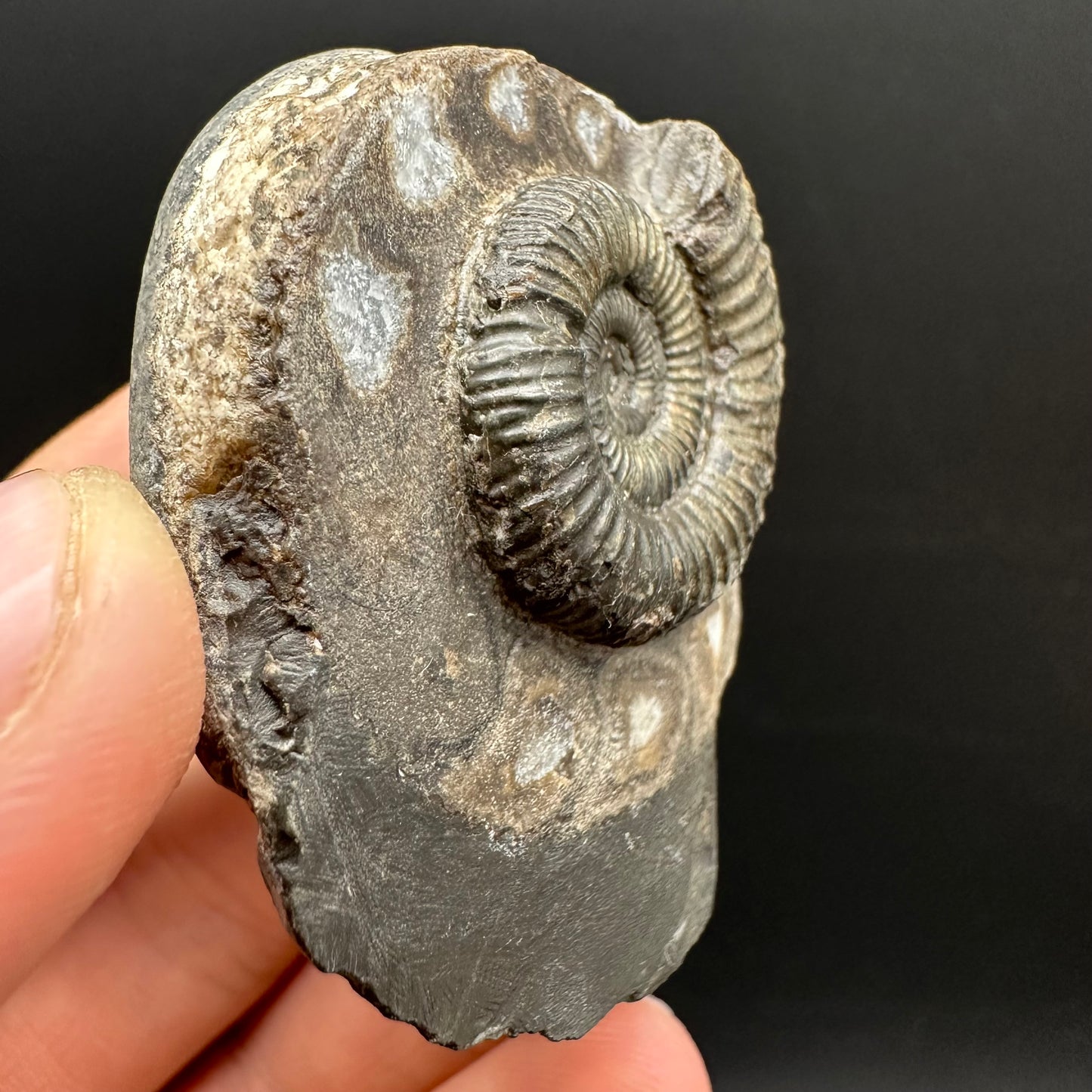 Dactylioceras Ammonite Fossil Gift Set - Whitby, North Yorkshire Jurassic Coast Yorkshire Fossils