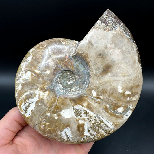 Cleoniceras Ammonite Fossil With Stand - Cretaceous Ammonite Madagascar
