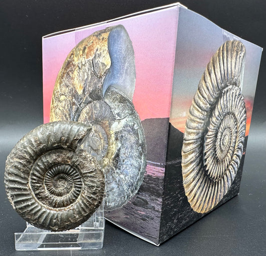 Dactylioceras Ammonite Fossil With Box And Stand - Whitby, North Yorkshire Jurassic Coast Yorkshire Fossils