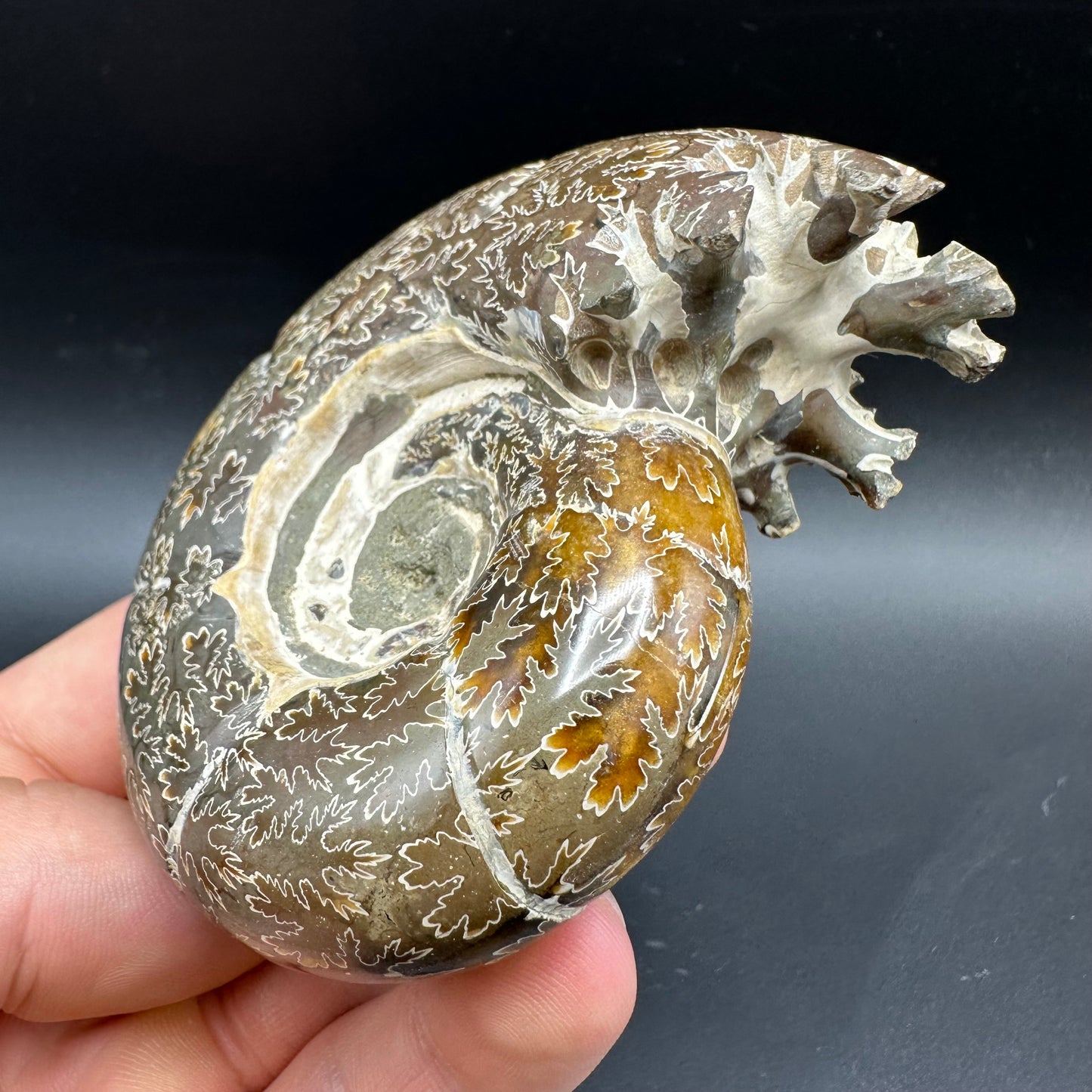 Puzosia Ammonite Fossil With Box And Stand - Cretaceous Ammonite Madagascar