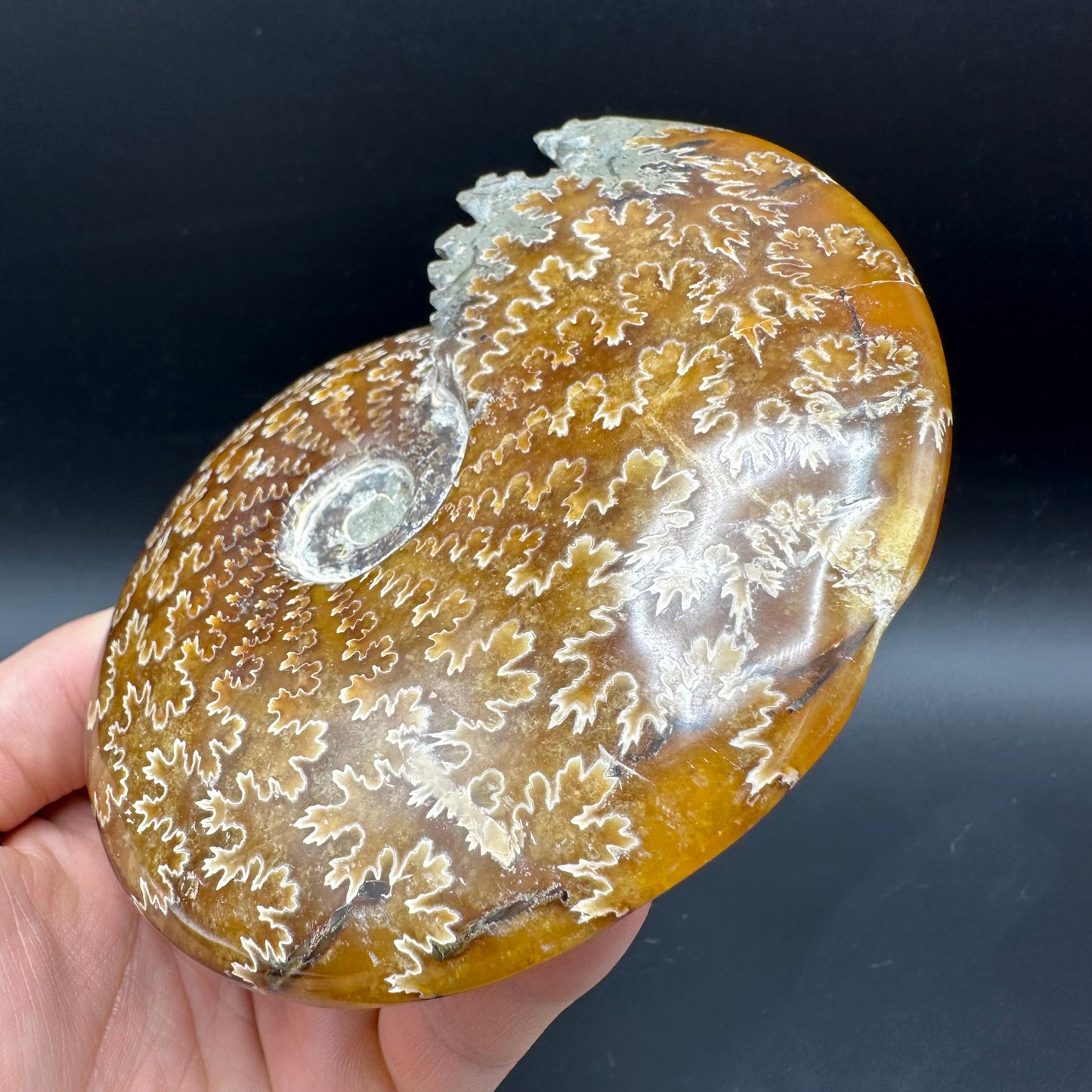 Cleoniceras Ammonite Fossil With Box And Stand - Cretaceous Ammonite Madagascar