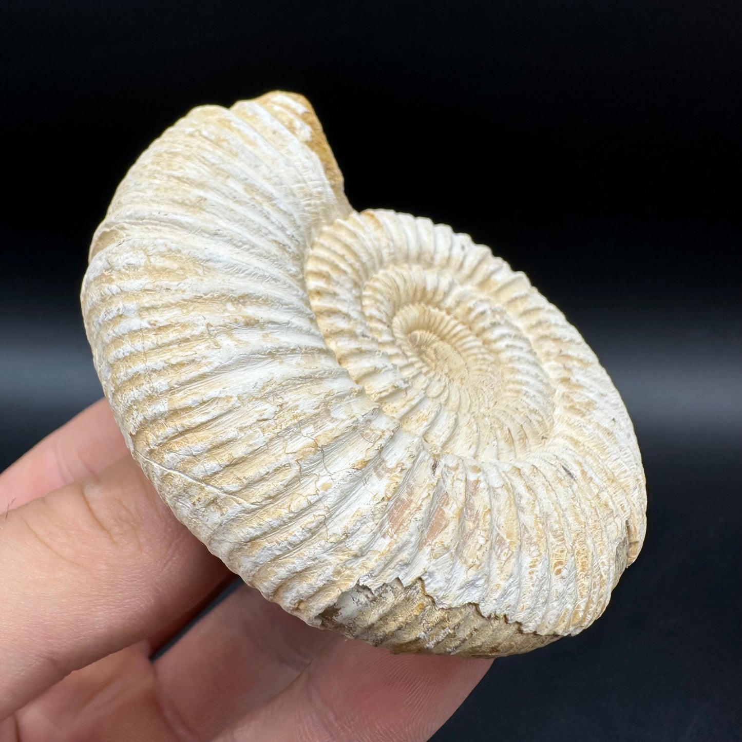 Dichotomosphinctes Ammonite Fossil With Box And Stand - Middle Jurassic Ammonite Madagascar