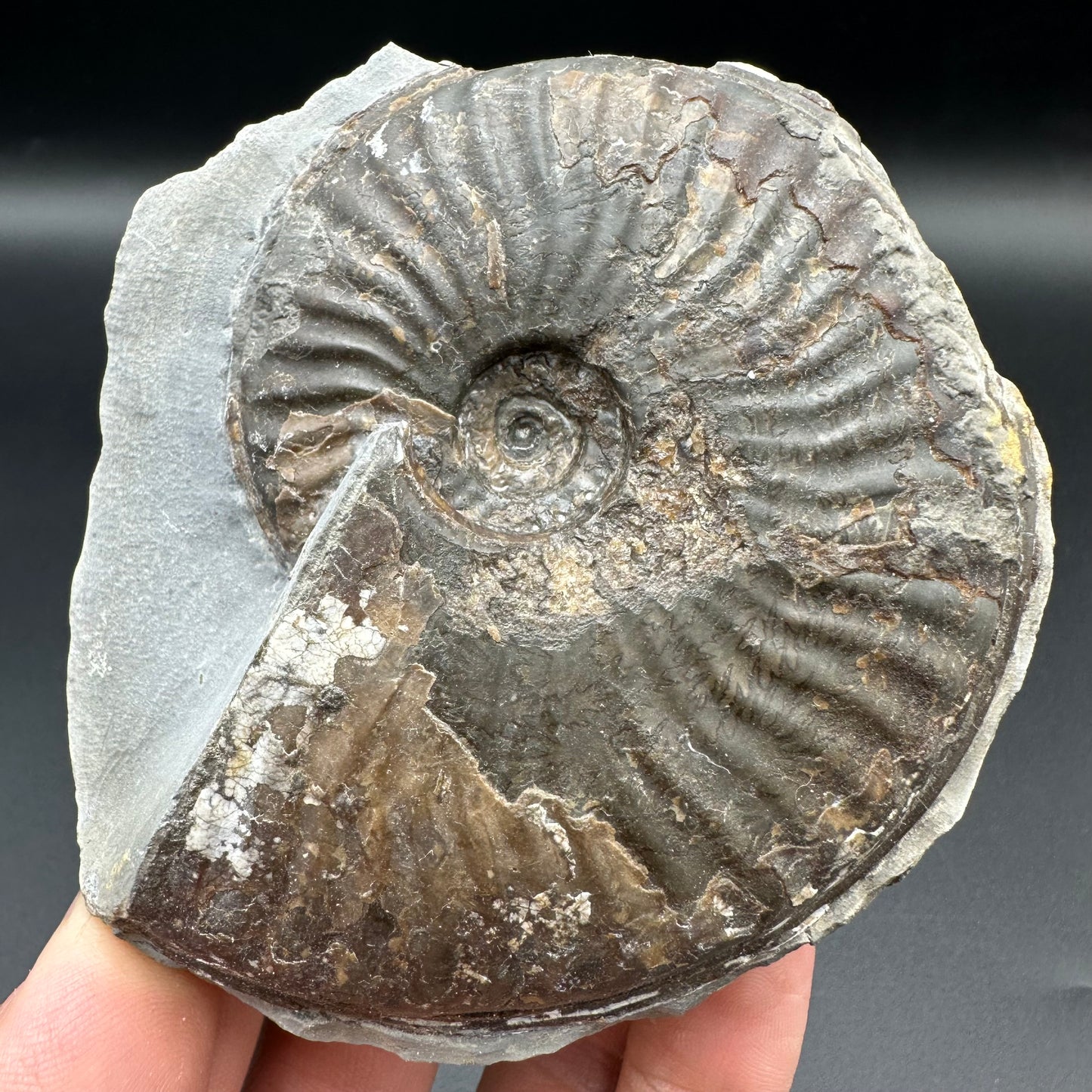 Pseudolioceras lythense ammonite fossil with box and stand - Whitby, North Yorkshire, Yorkshire Fossils on the Jurassic Coast