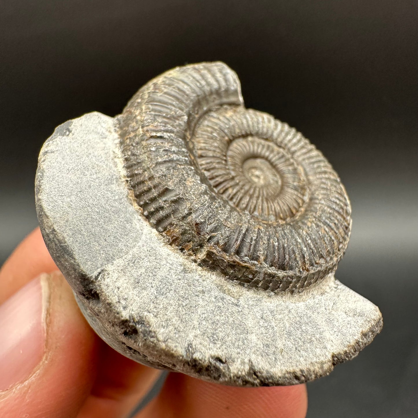Dactylioceras Ammonite Fossil With Box And Stand - Whitby, North Yorkshire Jurassic Coast Yorkshire Fossils