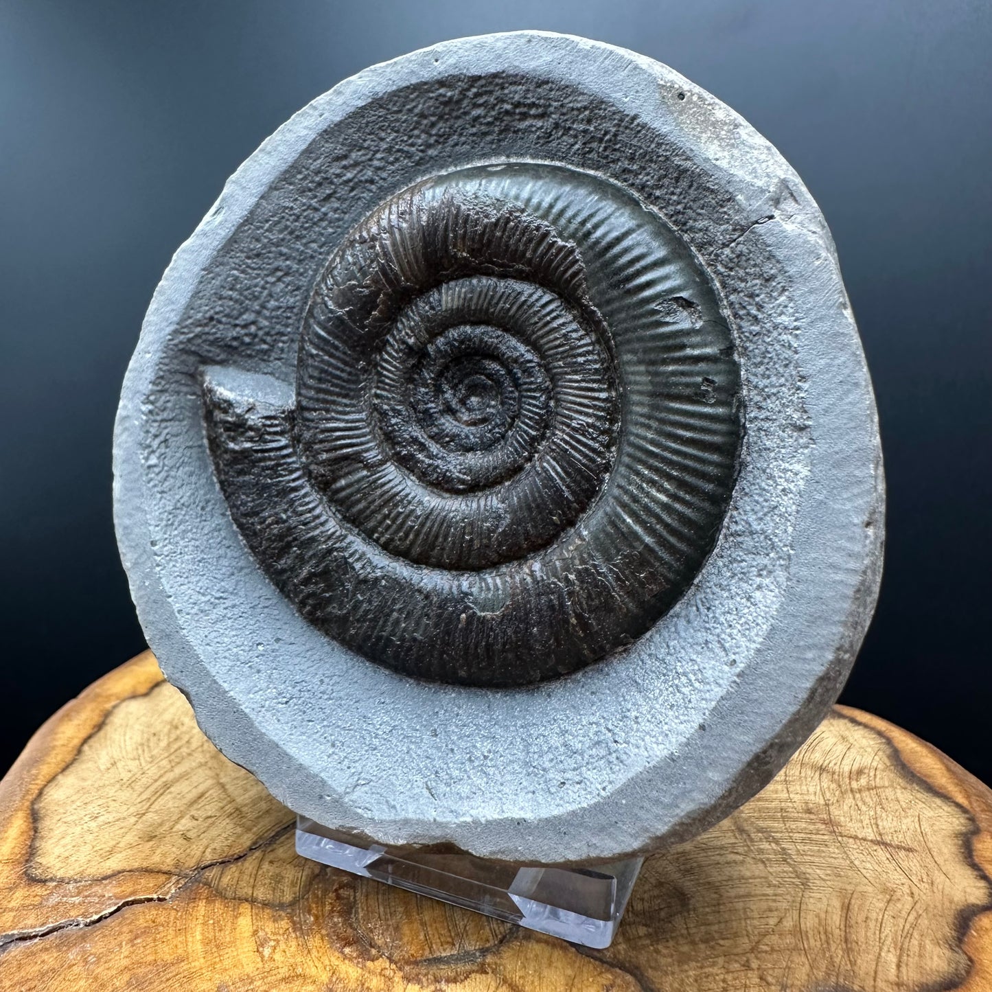 Dactylioceras tenuicostatum Ammonite fossil with box and stand - Whitby, North Yorkshire Jurassic Coast