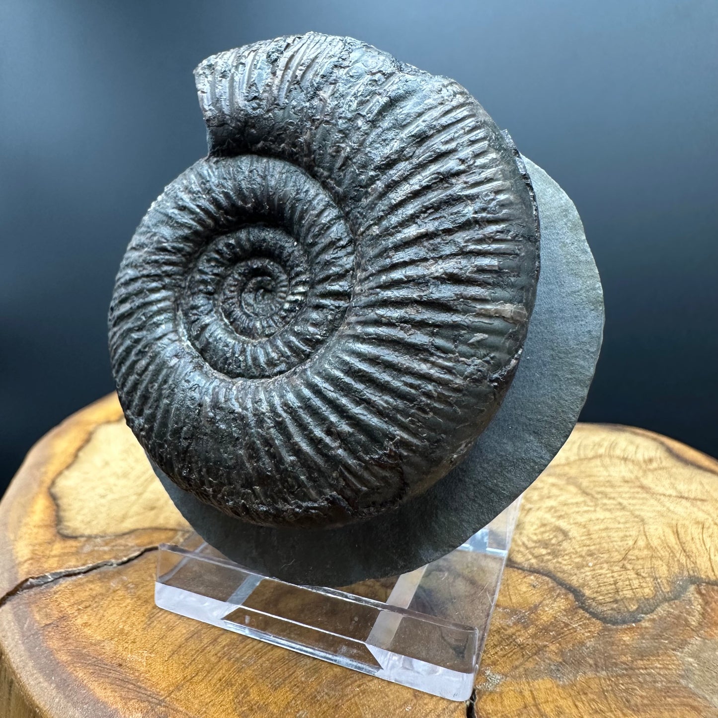 Dactylioceras semicelatum Ammonite fossil with stand - Whitby, North Yorkshire Jurassic Coast Yorkshire Fossils