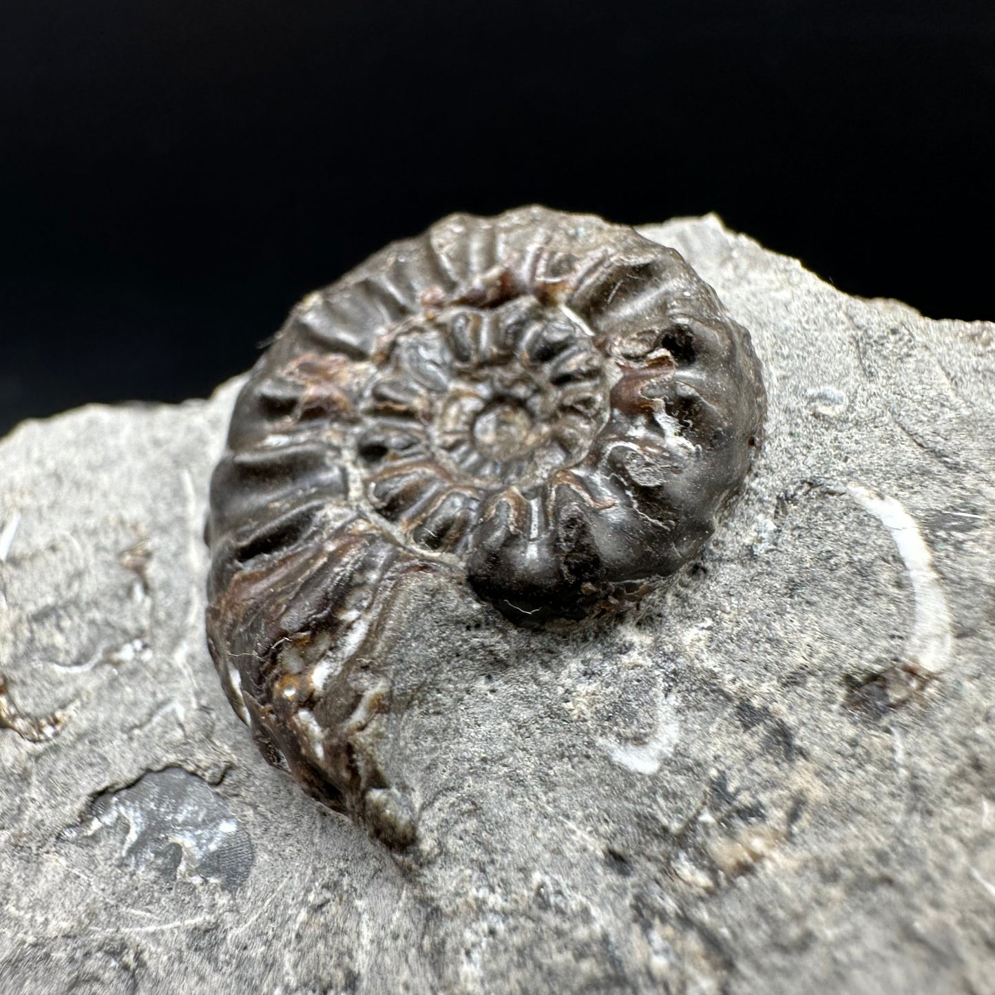 Amaltheus subnodosus Ammonite fossil with box and stand - Whitby, North Yorkshire Jurassic Coast Yorkshire Fossils
