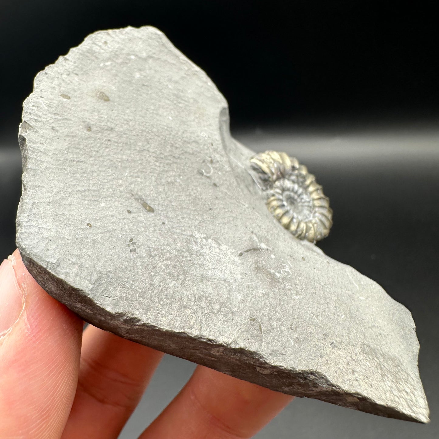 Promicroceras ammonite shell fossil with box and stand - Whitby, North Yorkshire Jurassic Coast Yorkshire Fossils