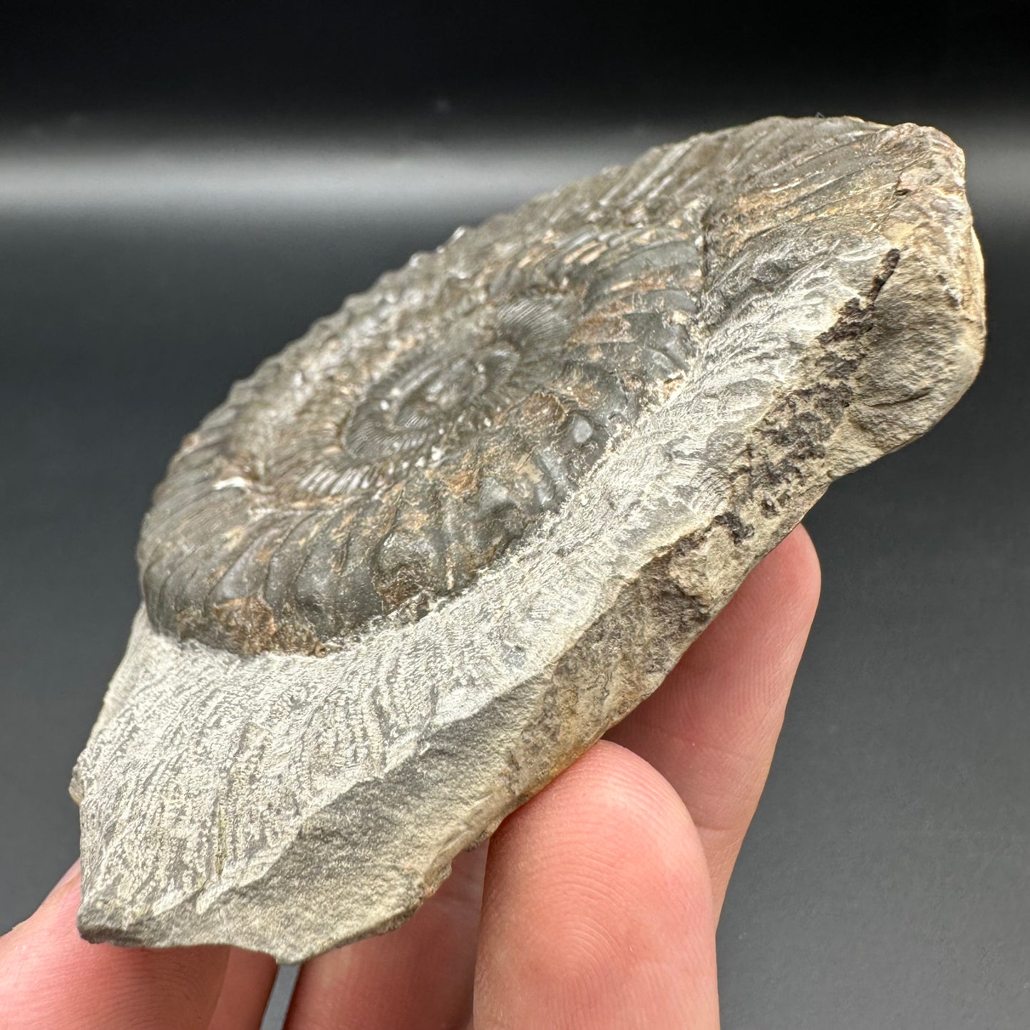 Peronoceras turriculatum ammonite fossil with box and stand - Whitby, North Yorkshire Jurassic Coast, Yorkshire fossils