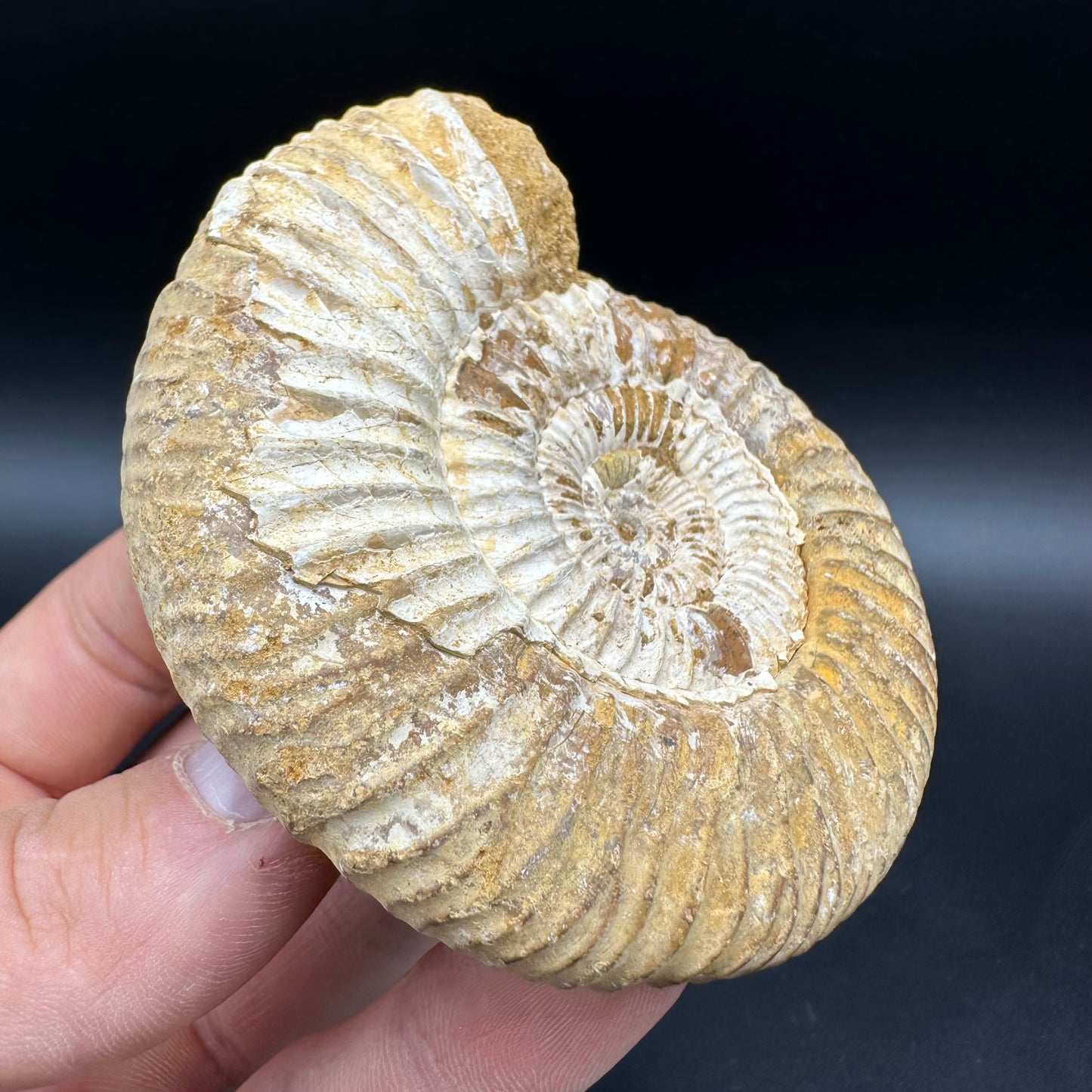 Dichotomosphinctes Ammonite Fossil With Box And Stand - Middle Jurassic Ammonite Madagascar