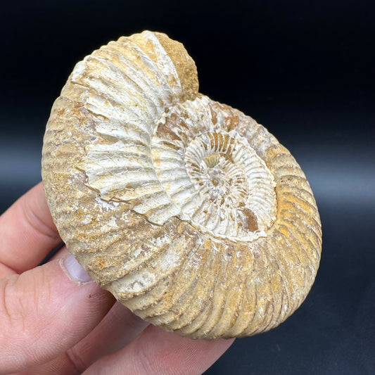 Dichotomosphinctes Ammonite Fossil With Box And Stand - Middle Jurassic Ammonite Madagascar