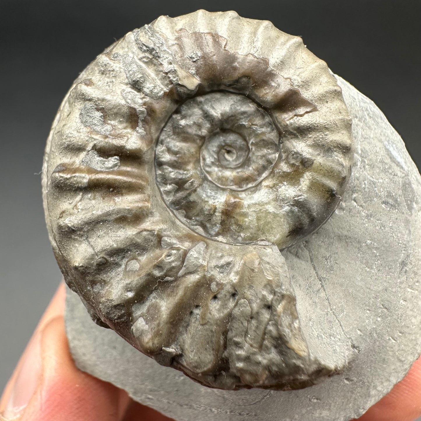 Agassiceras shell fossil with box and stand - Whitby, North Yorkshire Jurassic Coast Yorkshire Fossils