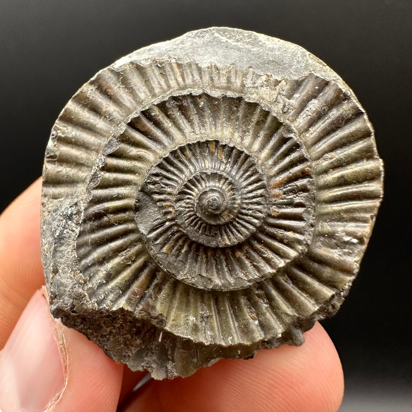 Dactylioceras Ammonite nodule (split pair) Fossil With Box And Stand - Whitby, North Yorkshire Jurassic Coast Yorkshire Fossils