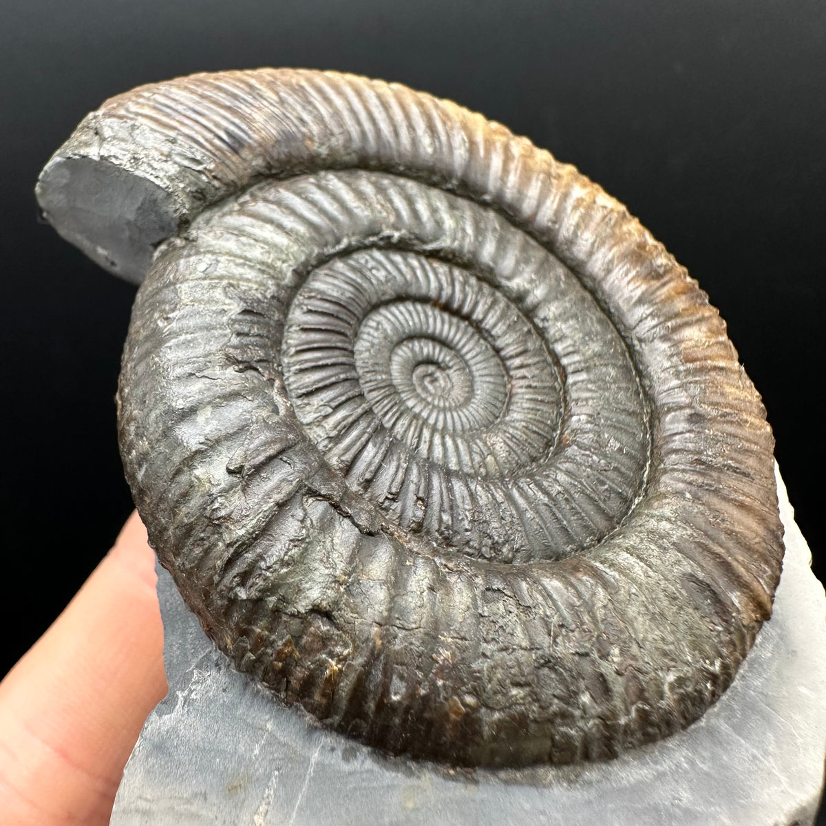 Dactylioceras Ammonite Fossil With box and Stand - Whitby, North Yorkshire Jurassic Coast Yorkshire Fossils