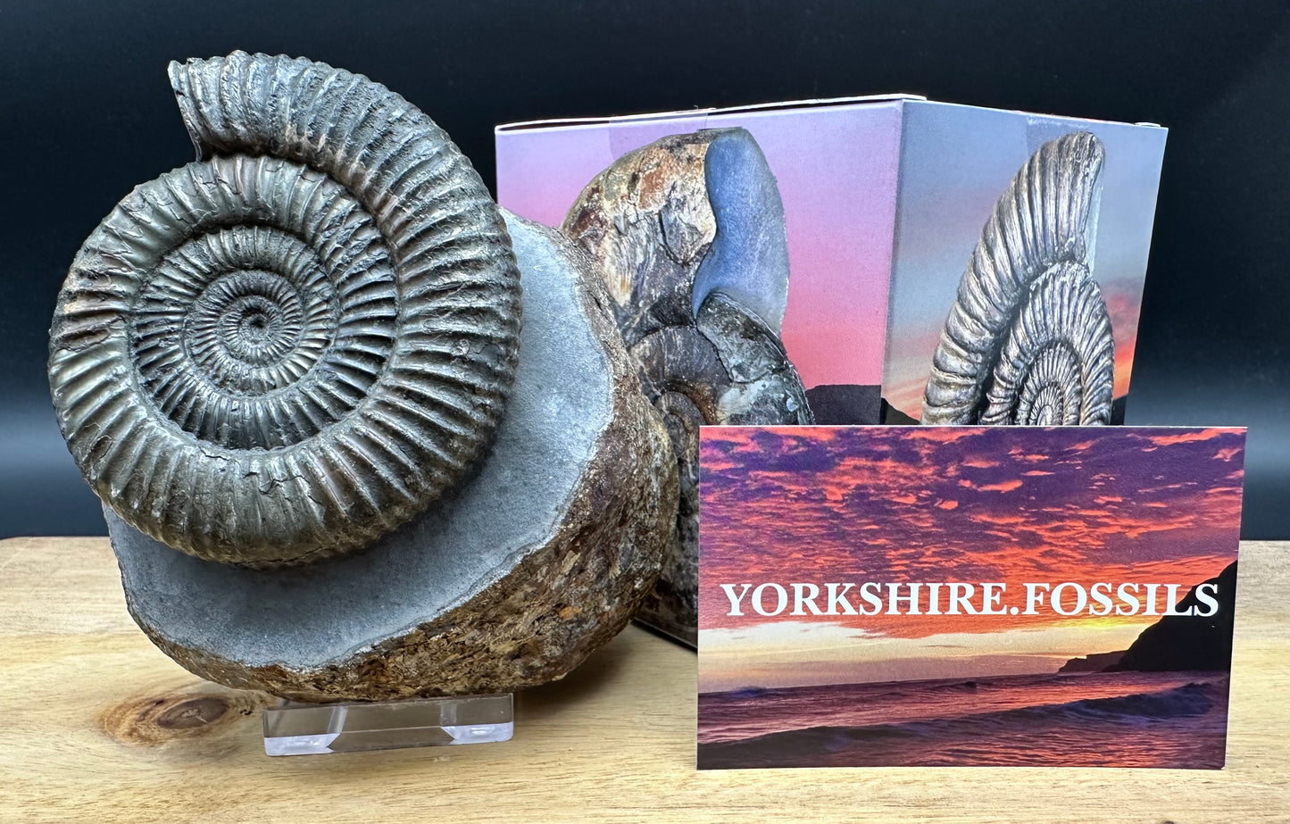 Dactylioceras Ammonite Fossil With box and Stand - Whitby, North Yorkshire Jurassic Coast Yorkshire Fossils