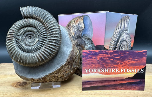 Dactylioceras Ammonite Fossil With box and Stand - Whitby, North Yorkshire Jurassic Coast Yorkshire Fossils