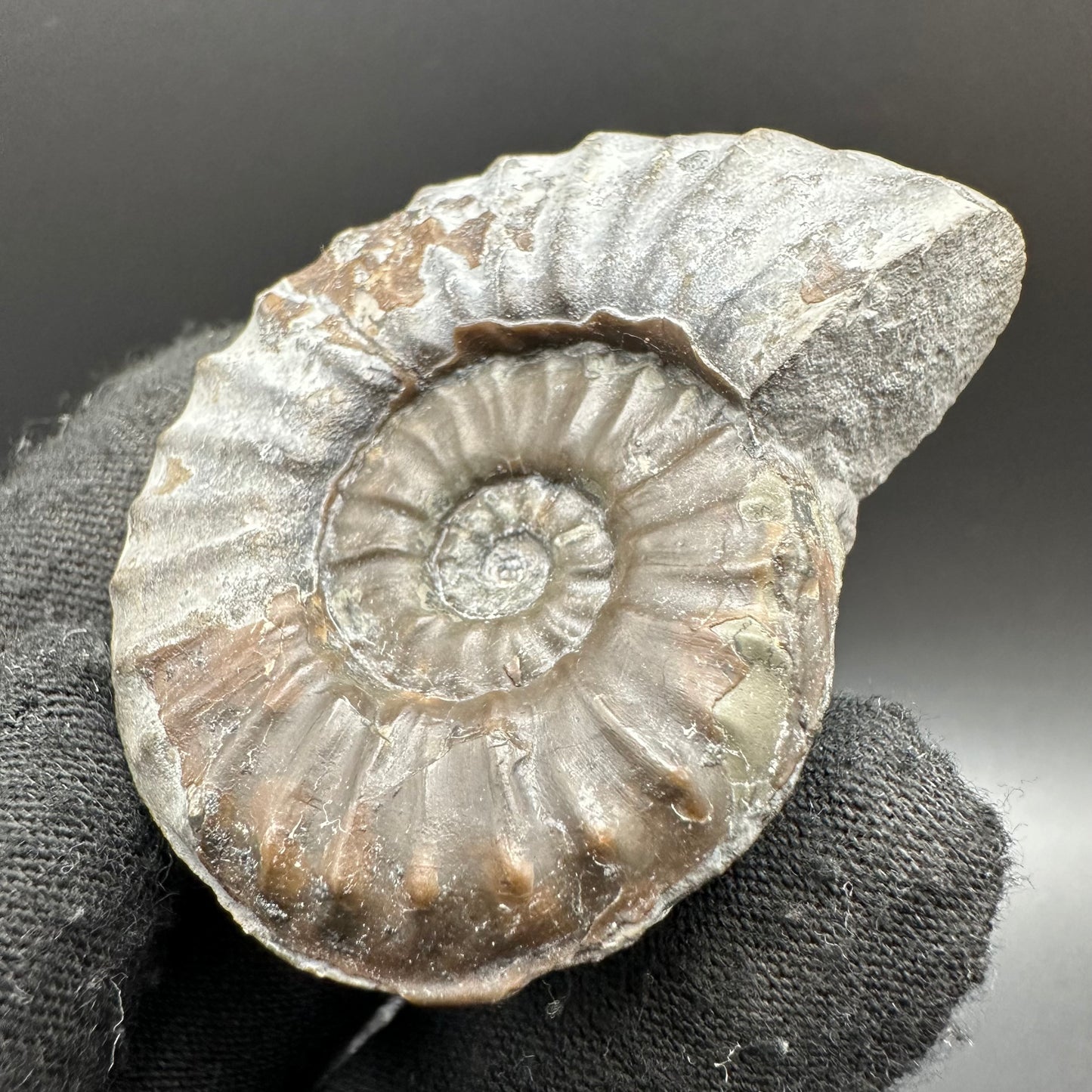 Agassiceras shell fossil with box and stand - Whitby, North Yorkshire Jurassic Coast Yorkshire Fossils