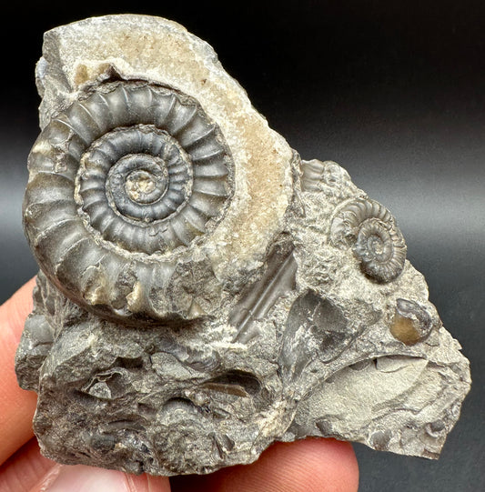 Arnioceras ammonite shell fossil with box and stand - Whitby, North Yorkshire Jurassic Coast Yorkshire Fossils