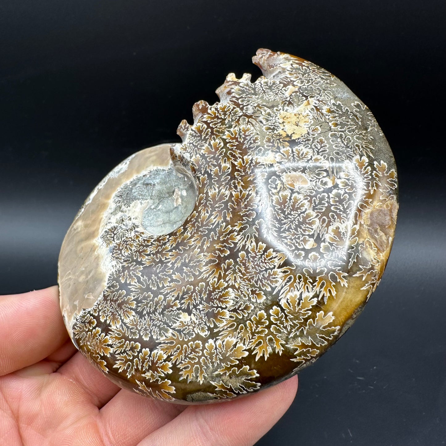 Cleoniceras Ammonite Fossil With Box And Stand - Cretaceous Ammonite Madagascar