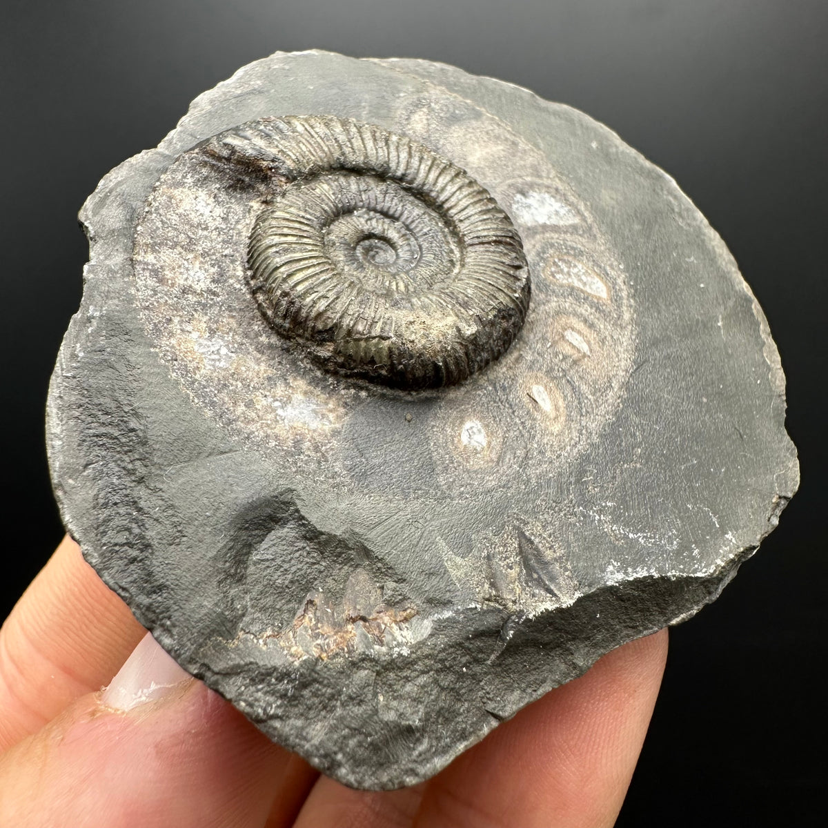 Dactylioceras Ammonite Fossil With box and Stand - Whitby, North Yorkshire Jurassic Coast Yorkshire Fossils