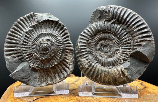 Dactylioceras Ammonite nodule (split pair) Fossil With Box And Stand - Whitby, North Yorkshire Jurassic Coast Yorkshire Fossils