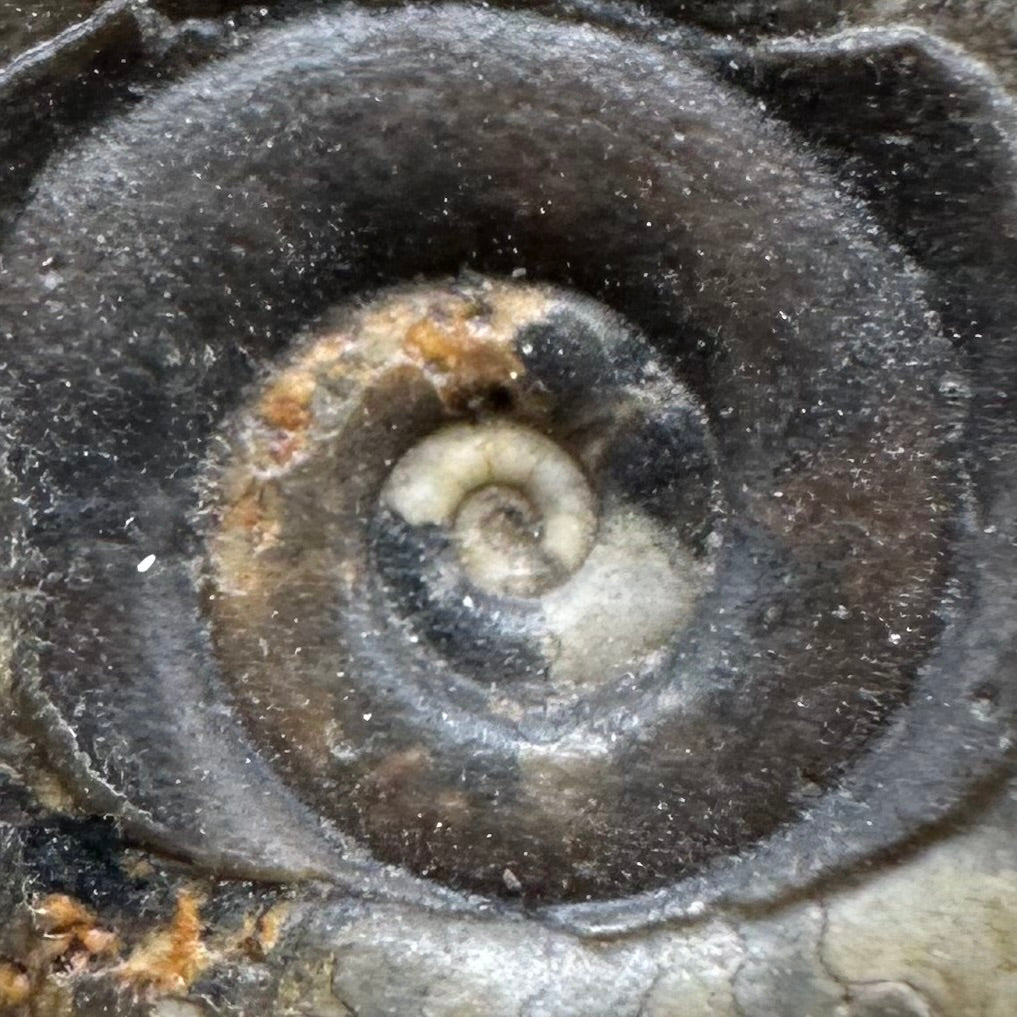 Psiloceras ammonite fossil with box and stand - Whitby, North Yorkshire Jurassic Coast, Yorkshire fossils