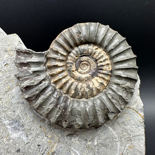 Arnioceras ammonite shell fossil with box and stand - Whitby, North Yorkshire Jurassic Coast Yorkshire Fossils