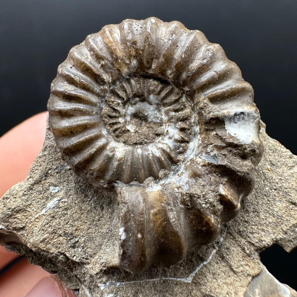 Androgynoceras capricornus Ammonite Fossil With Stand - Whitby, North Yorkshire Jurassic Coast Yorkshire Fossils