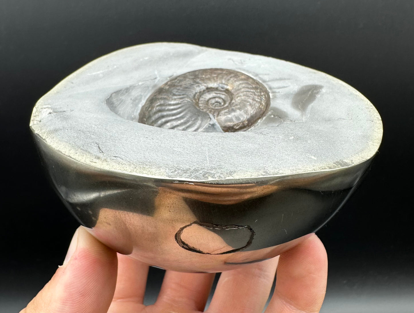 Golden Egg (GENUINE) Ammonite Fossil With Stand - Whitby, North Yorkshire Jurassic Coast Yorkshire Fossils