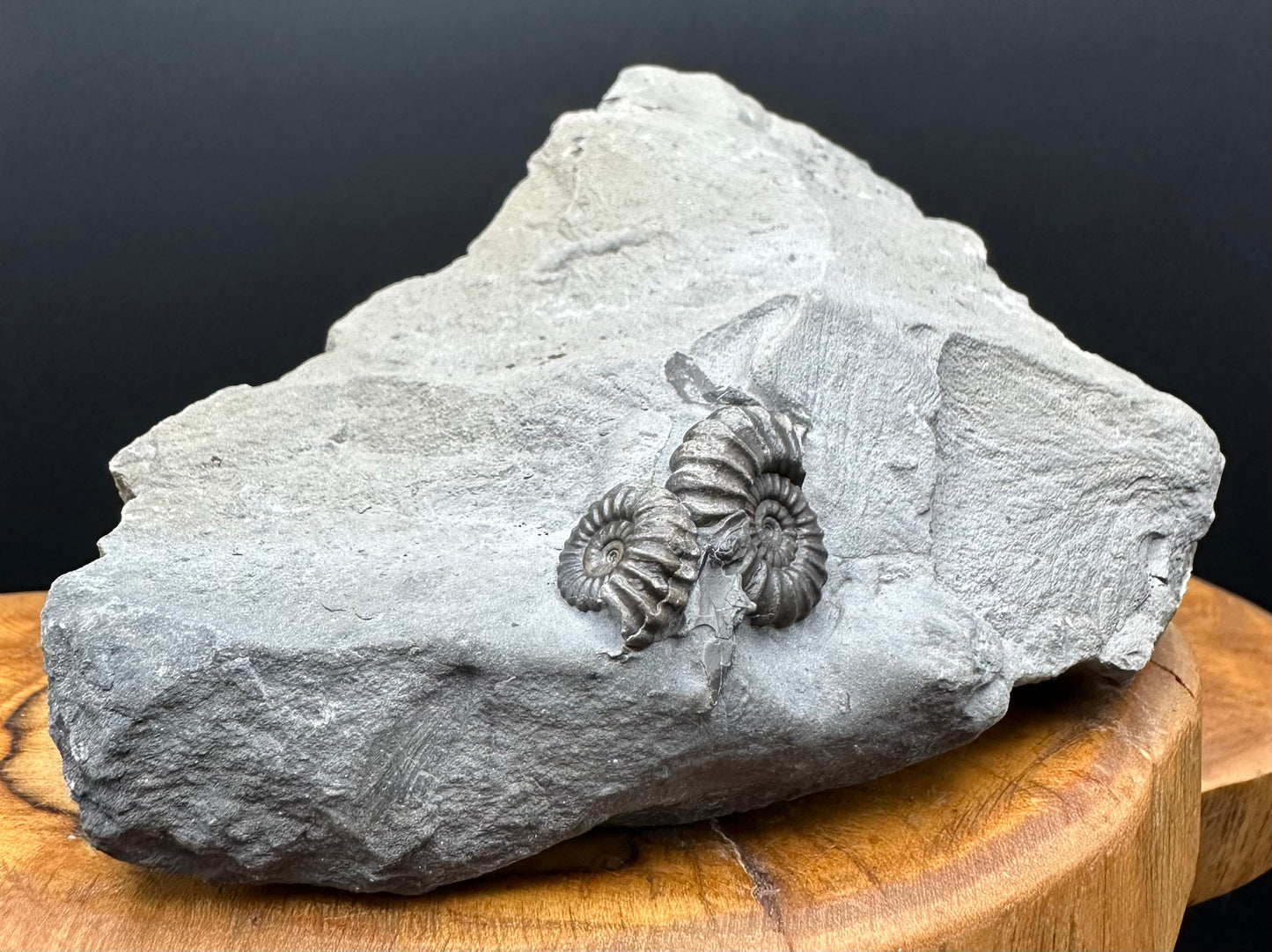 Promicroceras ammonite shell fossil with stand - Whitby, North Yorkshire Jurassic Coast Yorkshire Fossils