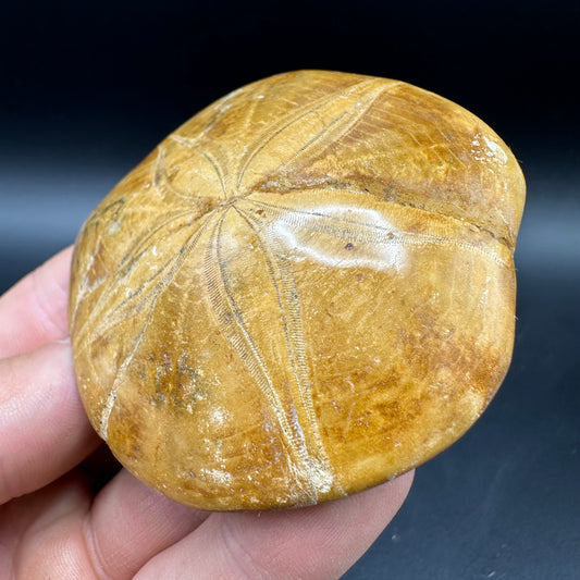 Holectypus Sea Urchin Fossil With Box And Stand - Middle Jurassic Madagascar