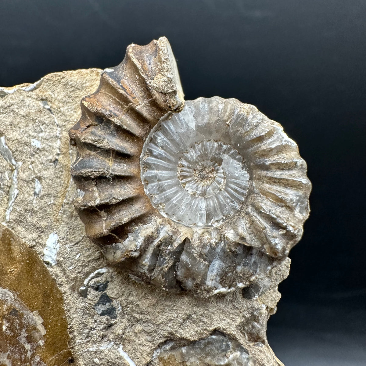 Androgynoceras capricornus Ammonite Fossil With Stand - Whitby, North Yorkshire Jurassic Coast Yorkshire Fossils