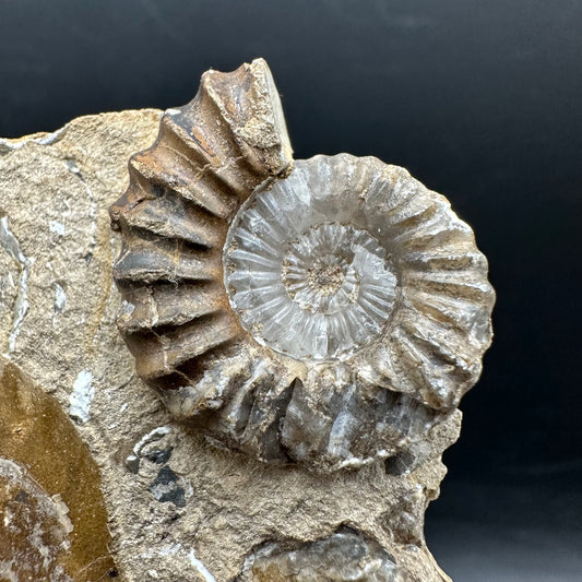 Androgynoceras capricornus Ammonite Fossil With Stand - Whitby, North Yorkshire Jurassic Coast Yorkshire Fossils