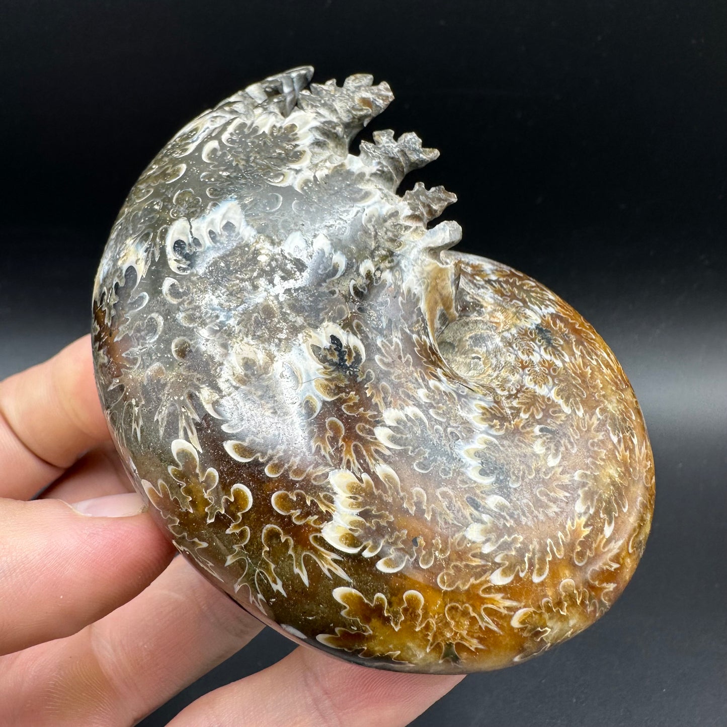 Phylloceras Ammonite Fossil With Box And Stand - Cretaceous Ammonite Madagascar
