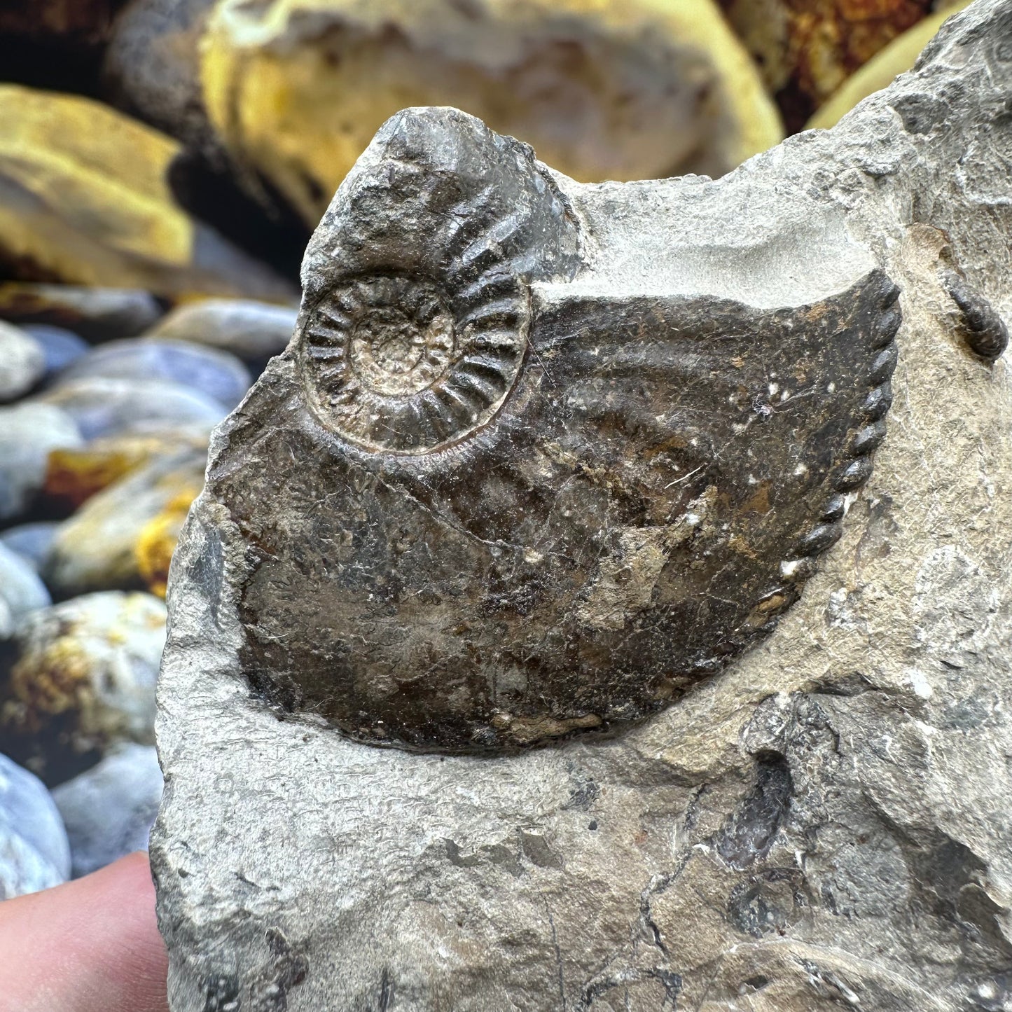 Amaltheus subnodosus ammonite fossil - Whitby, North Yorkshire Jurassic Coast, Yorkshire Fossils