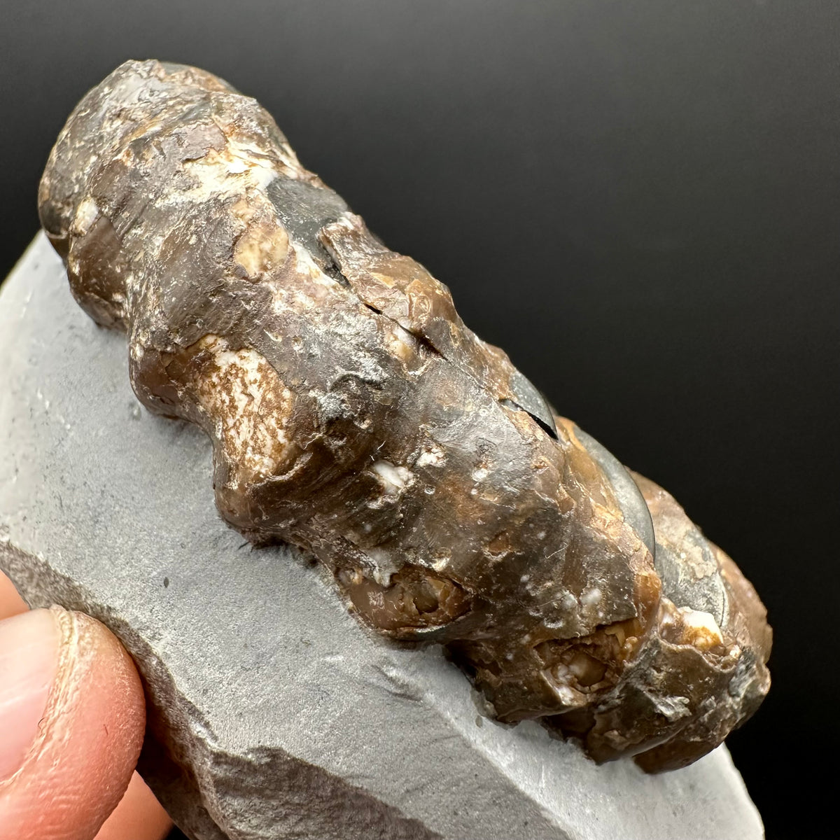 Androgynoceras maculatum ammonite fossil with box and stand - Whitby, North Yorkshire Jurassic Coast Yorkshire Fossils