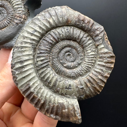 Dactylioceras Ammonite Fossil With Stand - Whitby, North Yorkshire Jurassic Coast Yorkshire Fossils