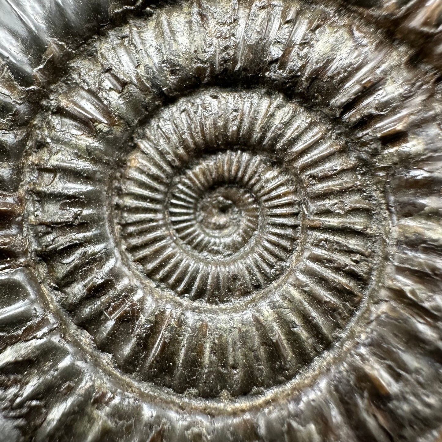 Dactylioceras Ammonite Fossil With Box And Stand - Whitby, North Yorkshire Jurassic Coast Yorkshire Fossils