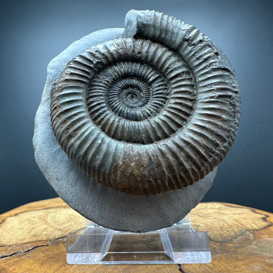 Dactylioceras Ammonite Fossil With box and Stand - Whitby, North Yorkshire Jurassic Coast Yorkshire Fossils