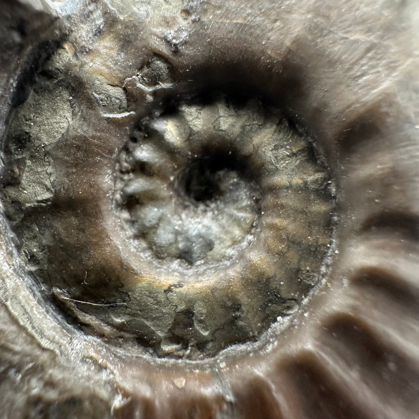 Agassiceras sp. ammonite fossil with box and stand - Whitby, North Yorkshire Jurassic Coast Yorkshire Fossils