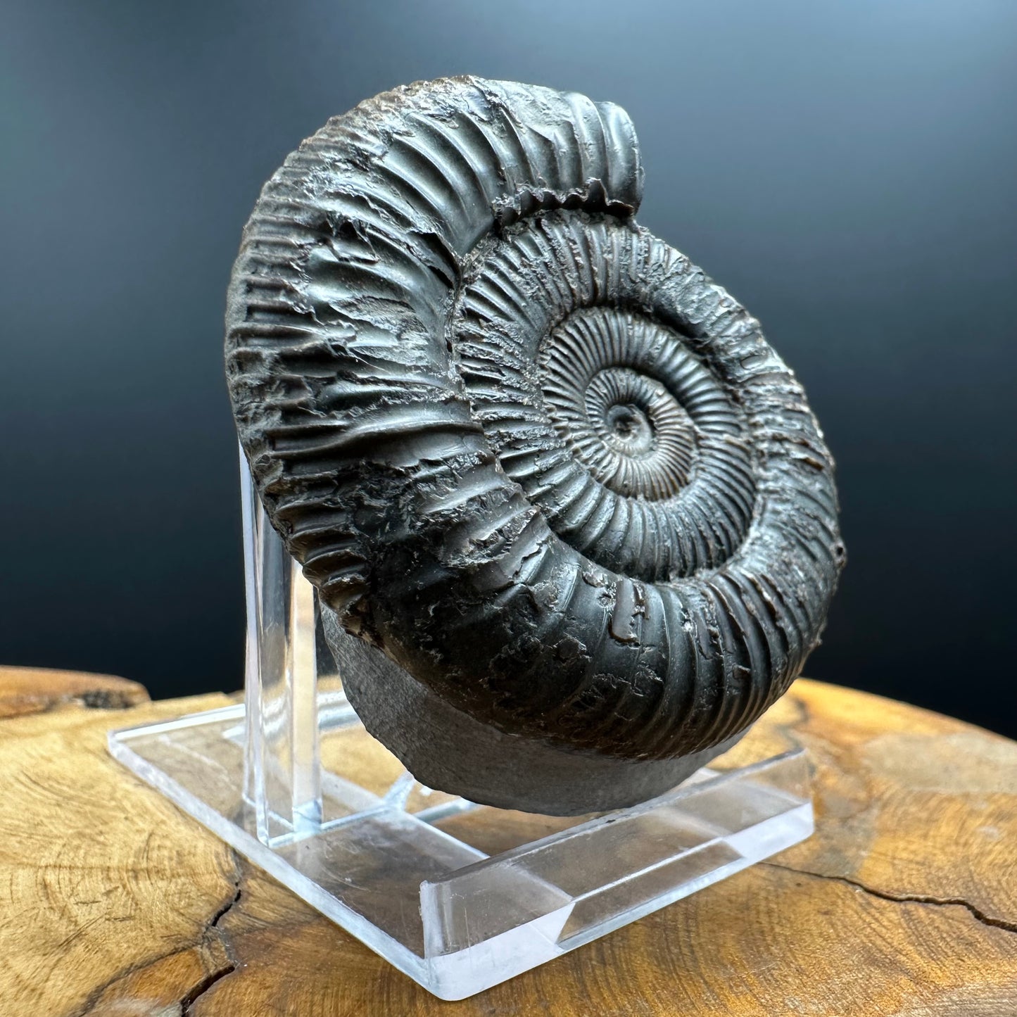 Dactylioceras Ammonite Fossil With box and Stand - Whitby, North Yorkshire Jurassic Coast Yorkshire Fossils