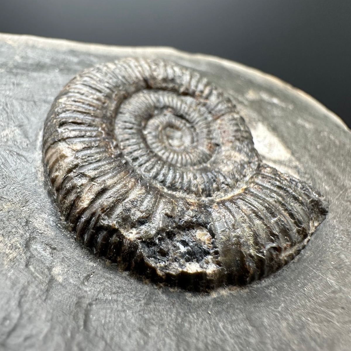 Dactylioceras Ammonite Fossil With box and Stand - Whitby, North Yorkshire Jurassic Coast Yorkshire Fossils