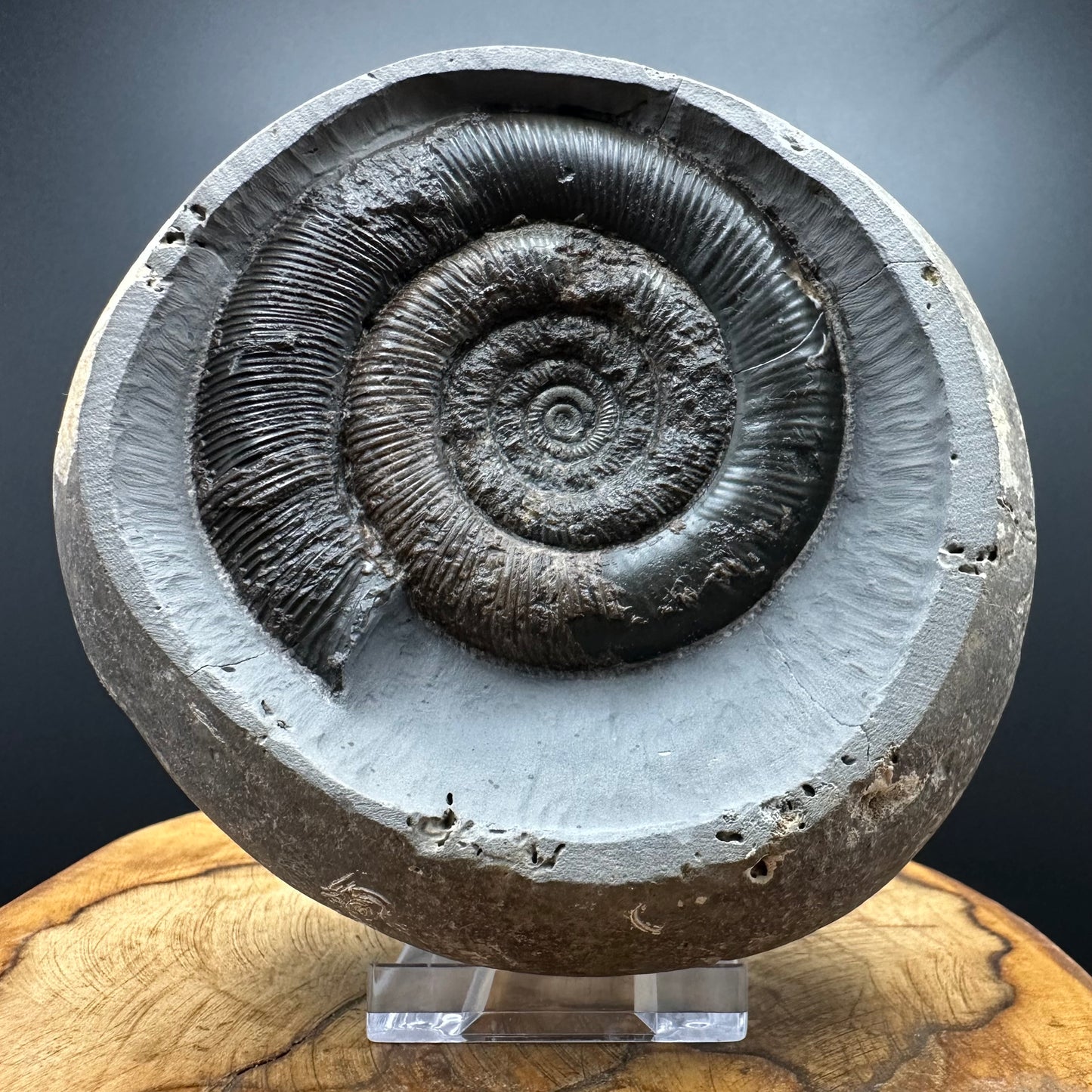 Dactylioceras tenuicostatum Ammonite fossil with box and stand - Whitby, North Yorkshire Jurassic Coast