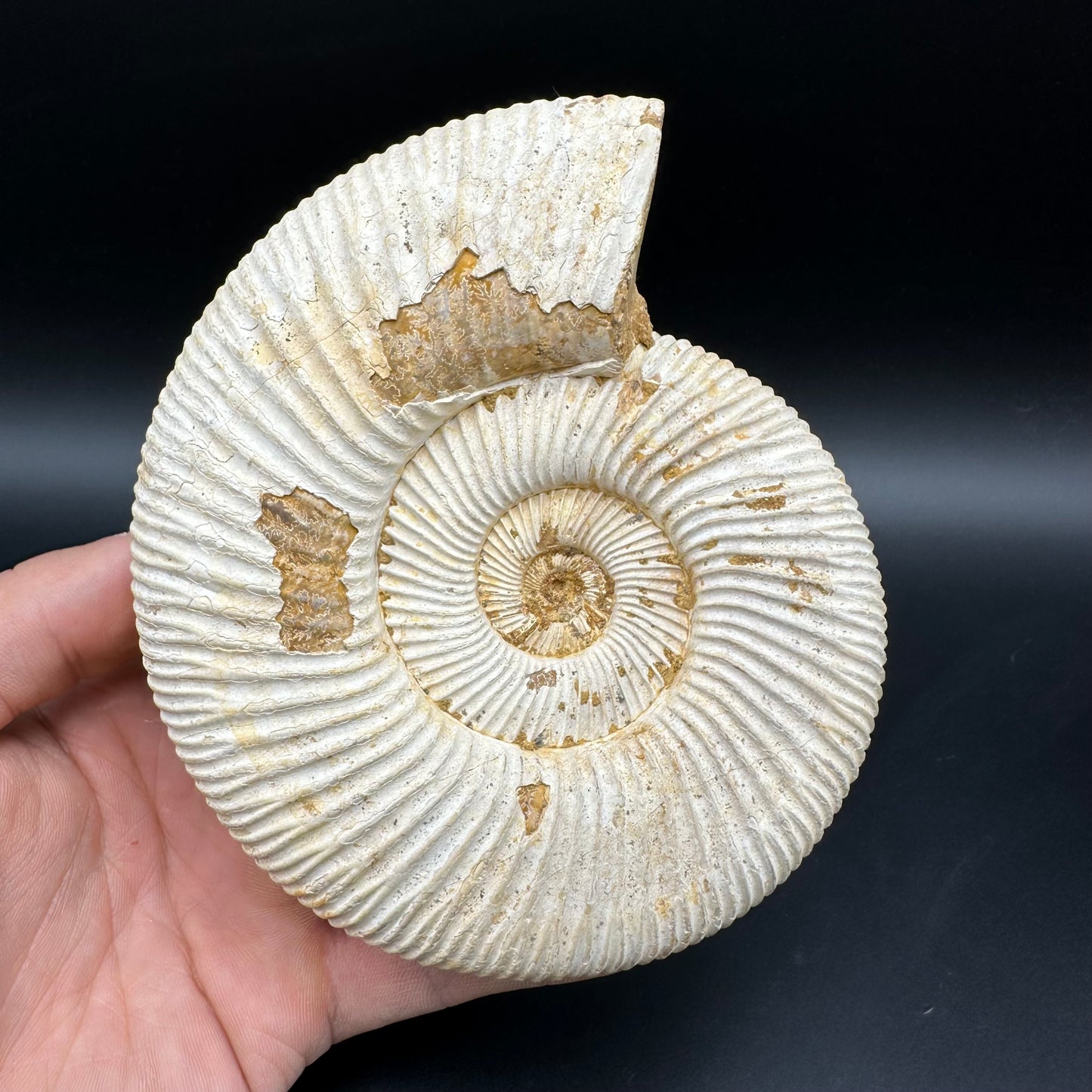 Dichotomosphinctes Ammonite Fossil With Stand - Middle Jurassic Ammonite Madagascar